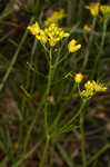 Creeping yellowcress